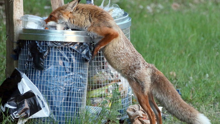 Home bild fuchs 136~ v gseapremiumxl